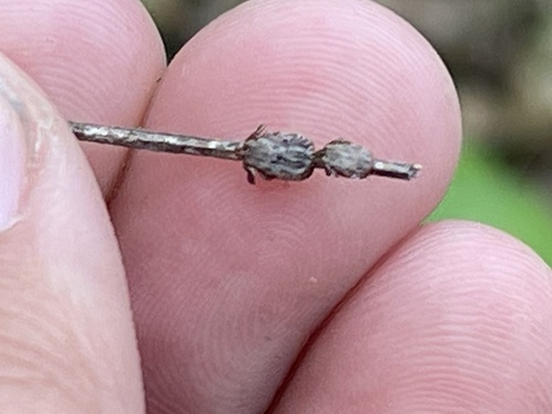 iNaturalist observation photo of Pacific Coast Tick
