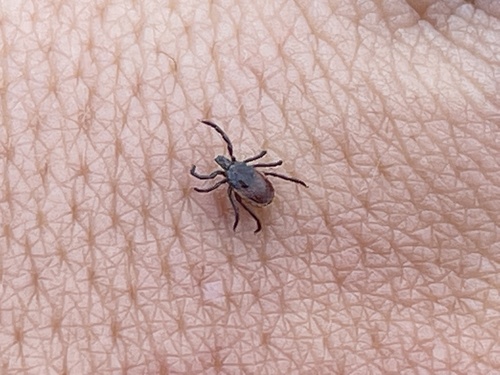 iNaturalist observation photo of Western Black-legged Tick