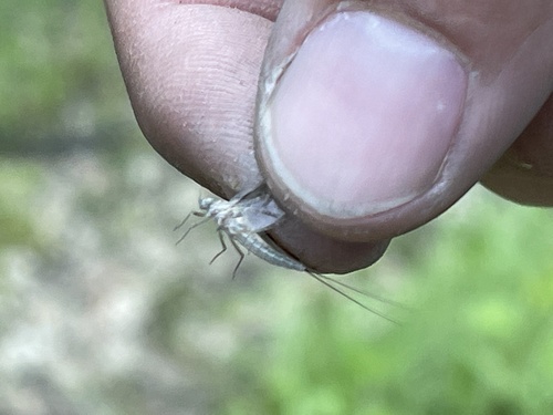iNaturalist observation photo of Mayflies