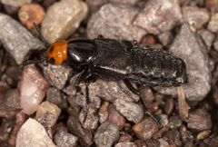 Creophilus lanio