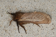 Fraus griseomaculata