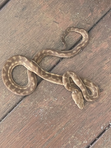 Coastal Carpet Python sighting