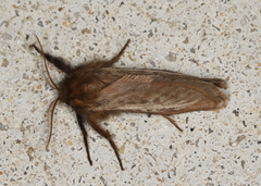 Fraus griseomaculata