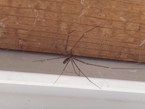 iNaturalist observation photo of Marbled Cellar Spider