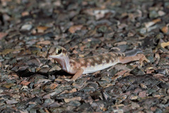 Rhynchoedura eyrensis