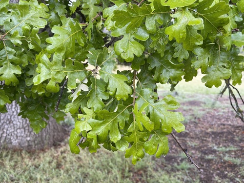 iNaturalist observation photo of valley oak
