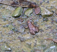 Crinia flindersensis