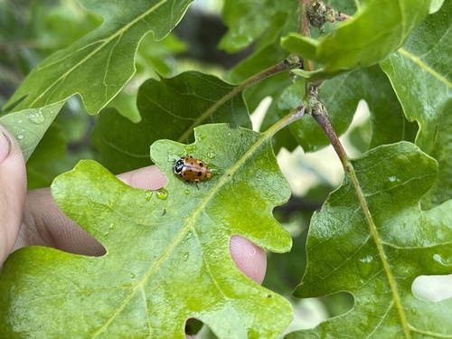 iNaturalist observation photo of Convergent Lady Beetle