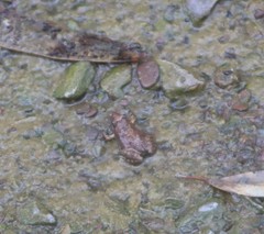 Crinia flindersensis