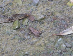 Crinia flindersensis