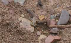 Crinia flindersensis