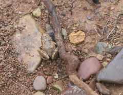 Crinia flindersensis