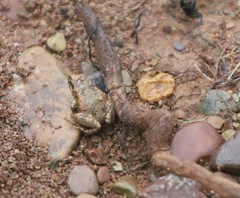 Crinia flindersensis