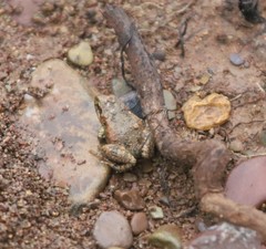 Crinia flindersensis