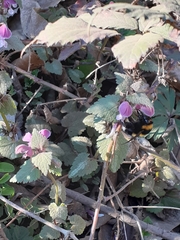 Lamium maculatum