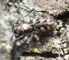 Salticus cingulatus