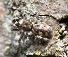 Salticus cingulatus