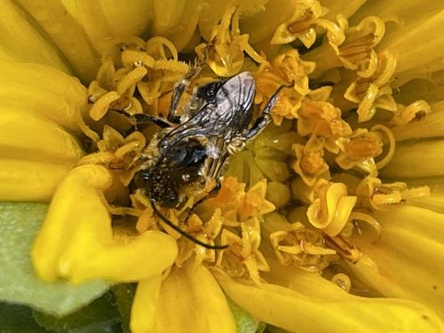 iNaturalist observation photo of Longhorn Bees