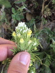 Castilleja lineariloba
