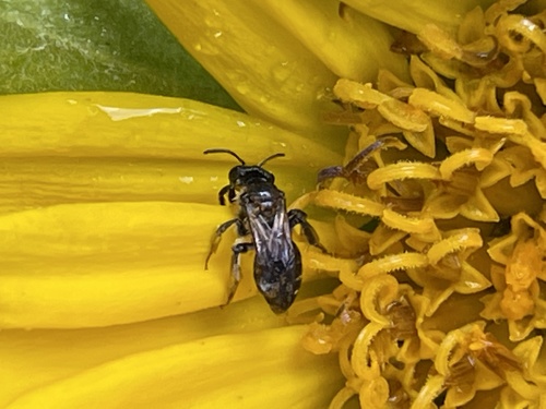 iNaturalist observation photo of Mining Bees