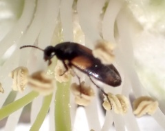 Anaspis fasciata