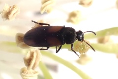 Anaspis fasciata