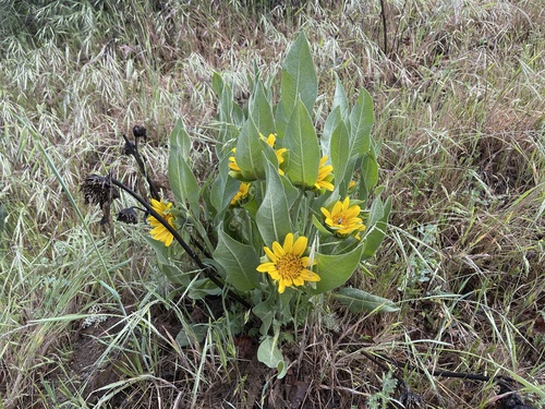 iNaturalist observation photo of Gray Mule-Ears