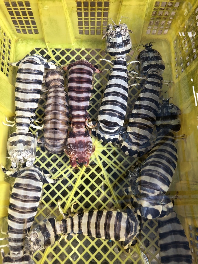 dotted mantis shrimp
