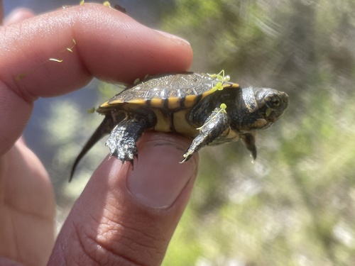 iNaturalist observation photo of Northwestern Pond Turtle