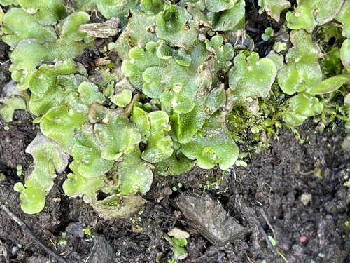 iNaturalist observation photo of Crescent-cup liverwort
