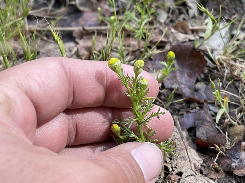 iNaturalist observation photo of pineapple-weed