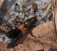 Platydracus chalcocephalus