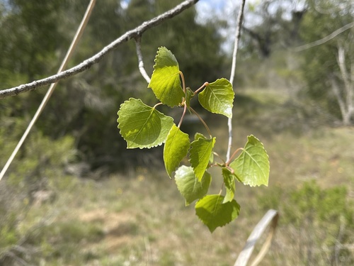 iNaturalist observation photo of Frémont cottonwood