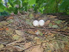 Columba guinea phaeonota