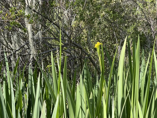 iNaturalist observation photo of Yellow Iris