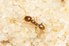 Pheidole proxima transversa