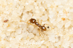 Pheidole proxima transversa