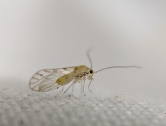 Trichopsocus