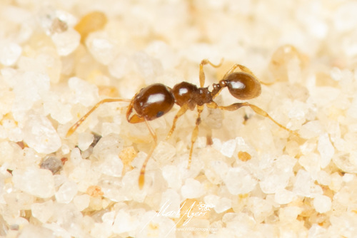 Subspecies Pheidole proxima transversa · iNaturalist