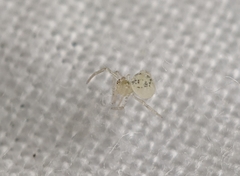 Paidiscura pallens