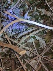 Leptodeira splendida splendida