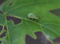 Polydrusus planifrons