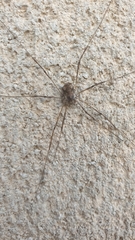 Dasylobus graniferus