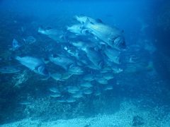 Plectorhinchus gibbosus