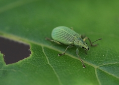 Polydrusus planifrons