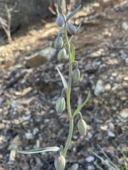 Fritillaria viridea