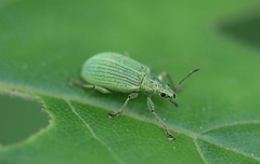 Polydrusus planifrons