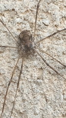 Dasylobus graniferus