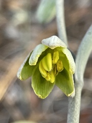 Fritillaria viridea
