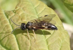 Allantus cinctus